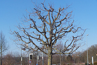 Baumpflege von Gartenpflege / Landschaftspflege Noffz Ludwigsburg